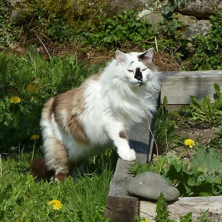 Alojamento de Acomodação e Pequeno-almoço Les 3 Baudets