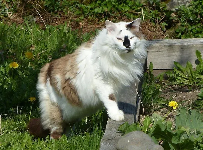 Bed & Breakfast Les 3 Baudets